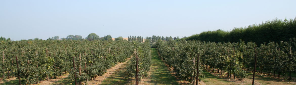 Pond Farm: photo by Vicky Ellis